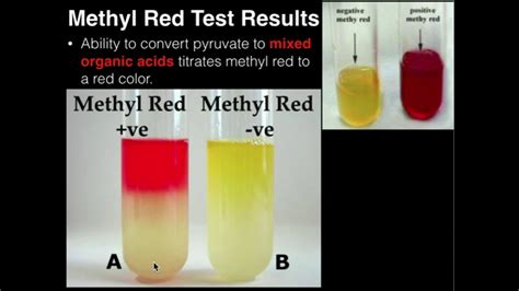 methyl red and voges-proskauer test|METHYL RED.